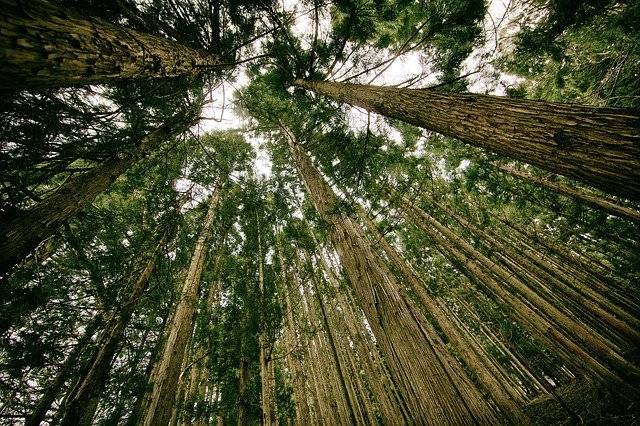 Loose yourself in the woods hunting for wild and foraged ingredients. totallywilduk.co.uk