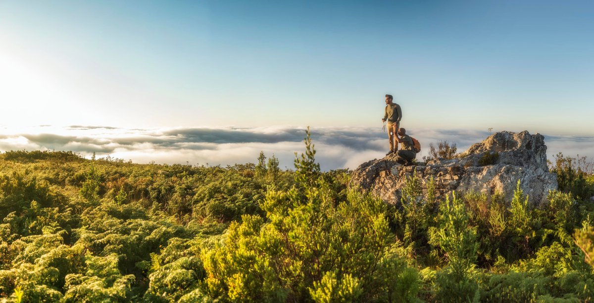 CapeNature1's tweet photo. Reasons for feeling on top of the world:

👉 Looking out over the pristine beauty of Grootvadersbosch Nature Reserve.
👉 Enjoying the price freeze at CapeNature reserves that means you pay 2018 prices in 2020*.

*Ts and Cs apply.

#PriceFreeze
#SavingYouBucks
#CapeNatureGetaways https://t.co/pq9U4vqJM6