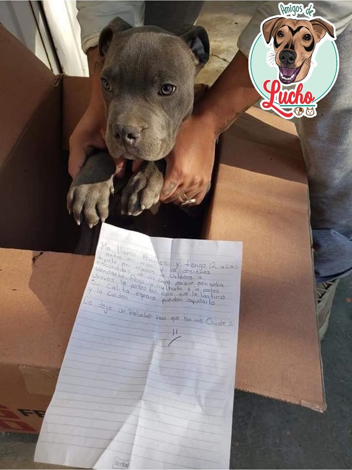 WoofCampMX's tweet photo. Un niño en Michoacán junto con su madre decidieron dar en adopción a su pequeño amigo debido a que su padre lo maltrataba.

🐾 Un refugio lo recibió con mucho amor y le hicieron una revisión médica para estudiar sus heridas.

🚨 ¡En Woofcamp odiamos el maltrato animal! 🚨 https://t.co/BUlKDleKDp
