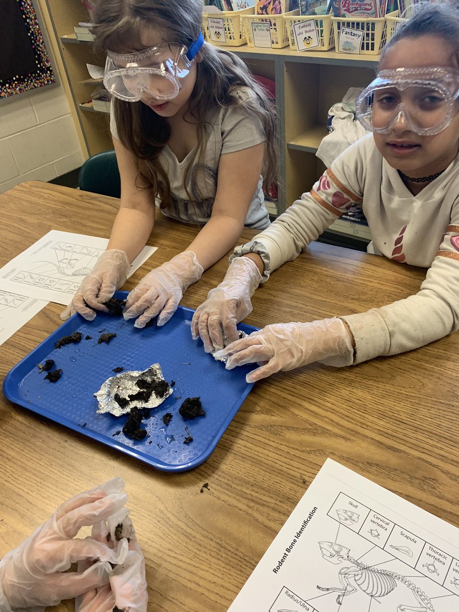 MrsSanchezCFES's tweet photo. 3rd graders had a hoot investigating owl pellets today! @CFES_Wolves @CedarForestES  @SpotsySchools https://t.co/PWiEu8U0U4