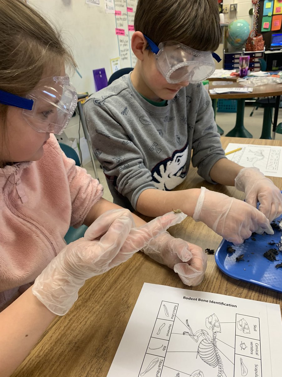 MrsSanchezCFES's tweet photo. 3rd graders had a hoot investigating owl pellets today! @CFES_Wolves @CedarForestES  @SpotsySchools https://t.co/PWiEu8U0U4