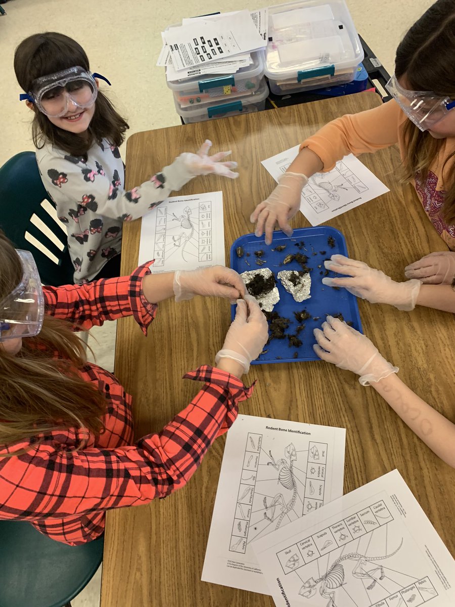 MrsSanchezCFES's tweet photo. 3rd graders had a hoot investigating owl pellets today! @CFES_Wolves @CedarForestES  @SpotsySchools https://t.co/PWiEu8U0U4