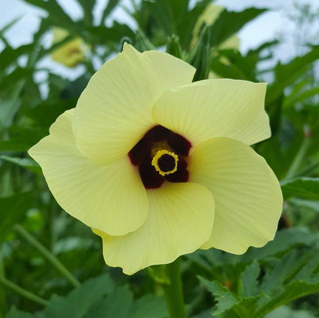 Who knows what this beauty is?
.
.
.
.
.
#flower #vegetables #veggies #plantID #kitchengarden #growyourown #growfoodnotlawns #vegetablegarden #ecology #permaculture #organicgardening #goorganic #backyardgarden #allnatural #edibleeden #ediblelandscaping #… ift.tt/2u65Itc