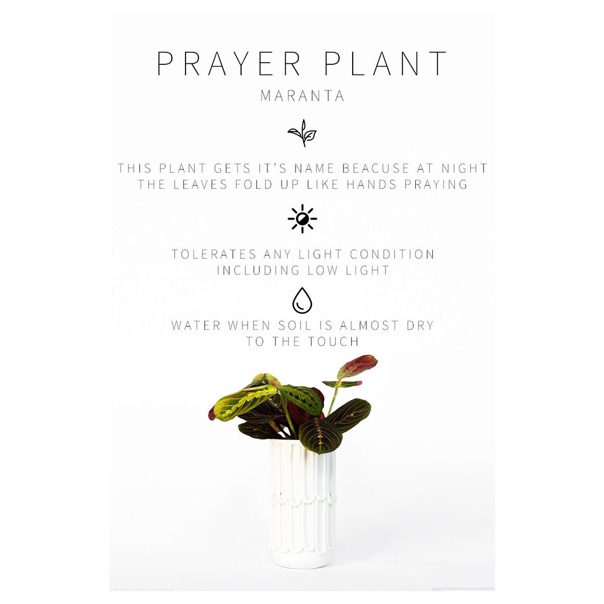 ReinventRealEst's tweet photo. Stumped on what to give at your next house warming invite? One of our favs is the Prayer Plant, it’s an easy &amp; thoughtful way to say wishing you the best. ⚘
∙
780.803.4111
∙
https://t.co/deuzTPpK3u
.
.
.

#wednesday #prayer #greenery #low #maintenance #beautiful #gorgeous https://t.co/HCPvWwhNn9