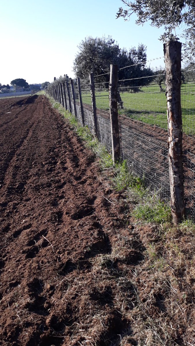 CerasuoloDOCG's tweet photo. Dopo la preparazione del terreno, lo scavo per l’impianto di irrigazione, la rete di protezione verso i conigli e le “cannucce” per la divisione nei “sesti di impianto” dove verranno posizionate le barbatelle di #Grillo e #Inzolia che stanno aspettando la “messa a dimora”.... https://t.co/A8hQP9kjN4