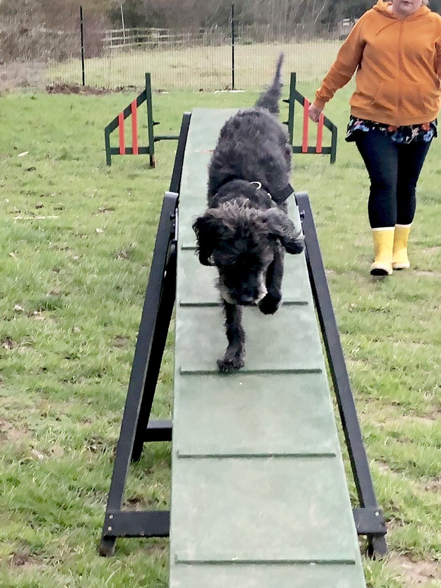 cassntay's tweet image. Colin and Charlie came for a windy agility session for this weeks regular session - but it was dry so we worked outside! Rocking the dog walk! #dogs #dogagility #fitdogs #schnoodle