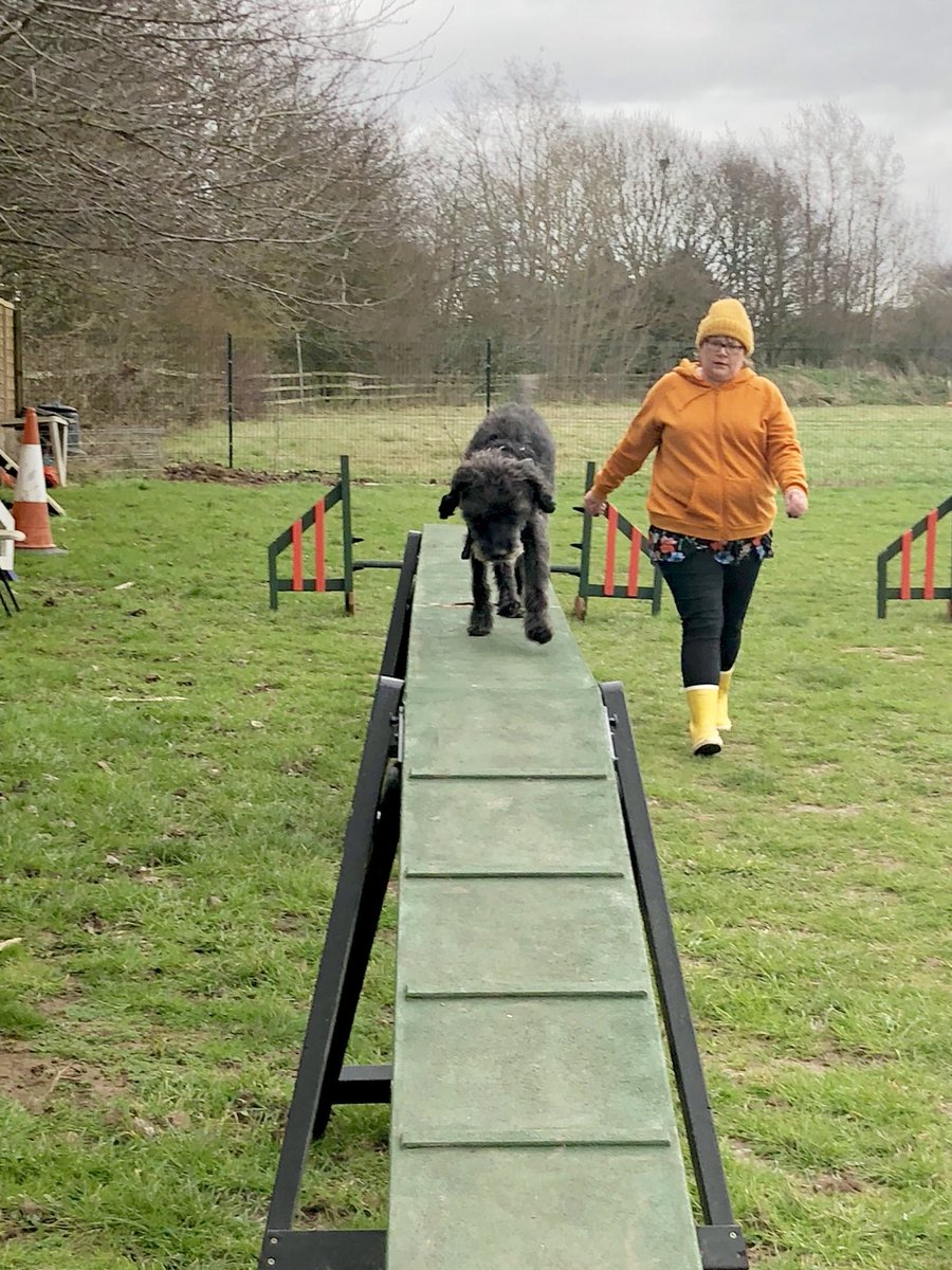 cassntay's tweet image. Colin and Charlie came for a windy agility session for this weeks regular session - but it was dry so we worked outside! Rocking the dog walk! #dogs #dogagility #fitdogs #schnoodle