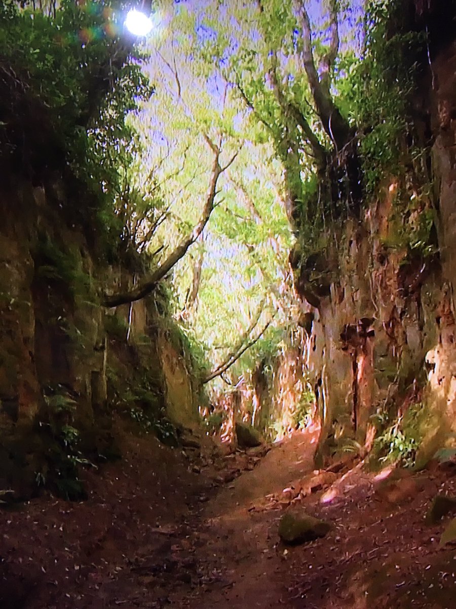 garden_dorset's tweet photo. Something a bit different from me, just watched  #BestWalksWithAView
Featuring Dorset 🌿
😮wow what a walk, will be doing that on a Summers day this year👊🏻#JurassicCoast  #Itv  @JuliaBradbury https://t.co/KQlWReV1Ec