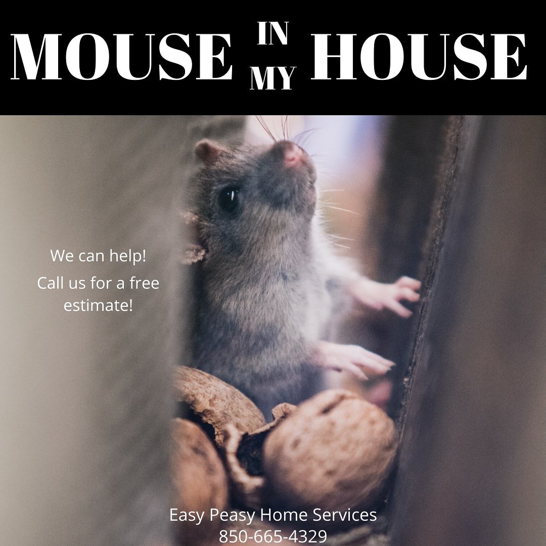 easypeasyhome's tweet image. EEK! A mouse in your house usually is a sign that there may be more. We can help. Call us  for a FREE estimate today! We offer rodent exclusions as well as rodent trappings. 

#easypeasyhomeservices #mice #rodentproblems #rodents #pestcontrol