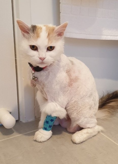 StarPuddy's tweet photo. @myleftfang I like your arm sleeve tattoo Ollie!! I'm from Australia do I got stars on my sleeve tattoo. https://t.co/w4kTc7cEzr
