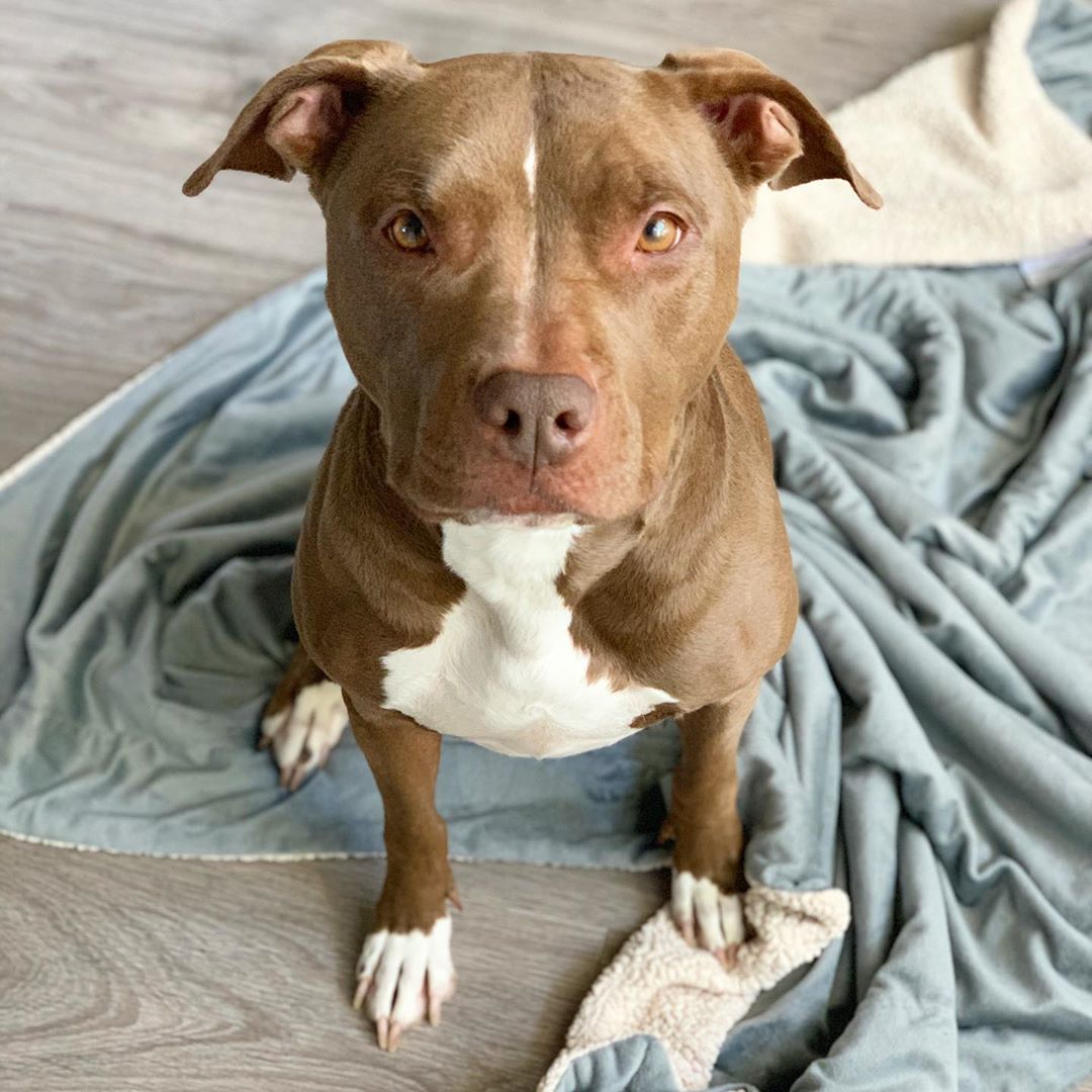 We love our pups here on The Ranch! In fact, here is one of our furry residents. Foxy Brown is getting comfy cozy to beat the winter chill, and she looks doggone good doing it! Thanks for sharing @walkyourwaygirl. #dogsoftheranch