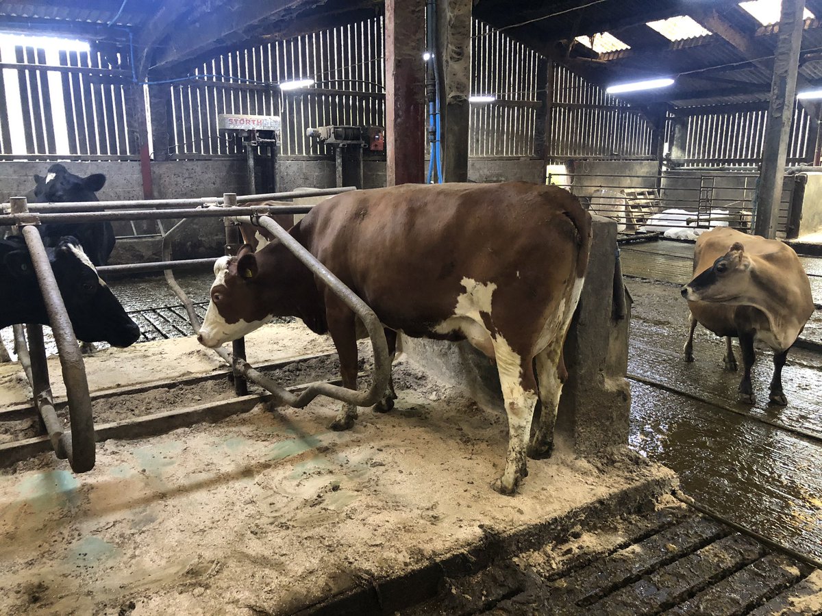 bovi_gen's tweet image. Good to see these girls purchased as incalf heifers last year from Sweden doing so well. Fat at 5.09 and protein 3.63. #procross, #vikinggenticsuk,#dairy365,#autumnblock, #milkfromgrass @bestofbreedlivestock,