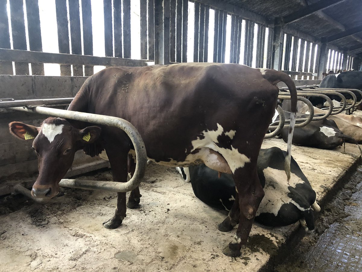 bovi_gen's tweet image. Good to see these girls purchased as incalf heifers last year from Sweden doing so well. Fat at 5.09 and protein 3.63. #procross, #vikinggenticsuk,#dairy365,#autumnblock, #milkfromgrass @bestofbreedlivestock,