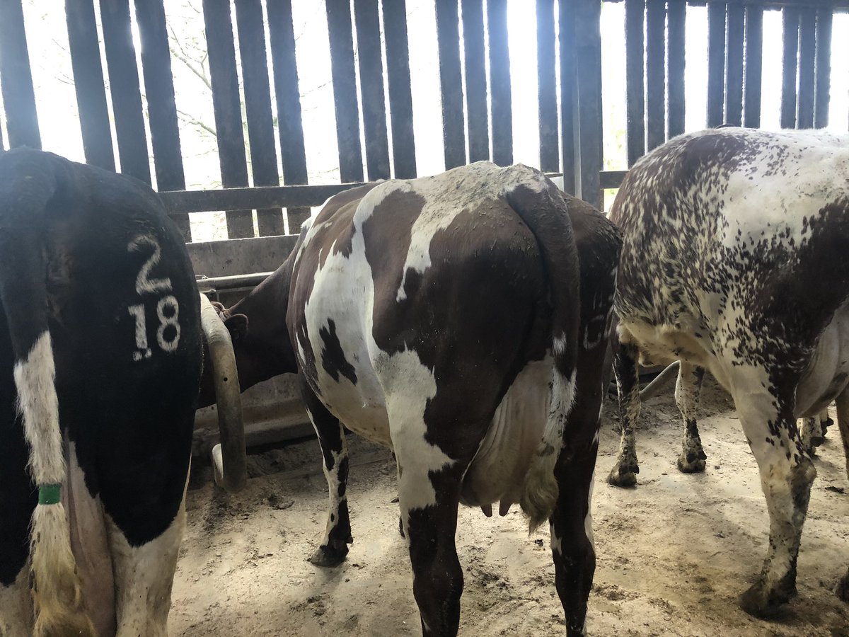bovi_gen's tweet image. Good to see these girls purchased as incalf heifers last year from Sweden doing so well. Fat at 5.09 and protein 3.63. #procross, #vikinggenticsuk,#dairy365,#autumnblock, #milkfromgrass @bestofbreedlivestock,