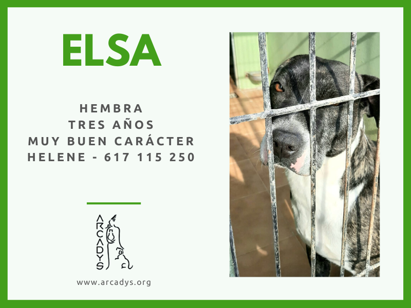 ¡¡Casa para Elsa!! - arcadys.org/casa-para-elsa/