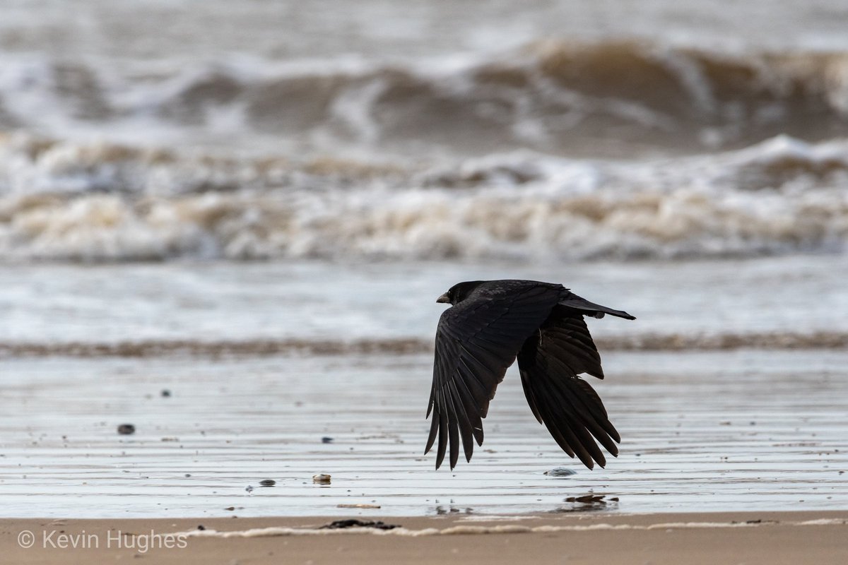 A few pictures from yesterday's walk at Formby beach.
#nature #StormDennisUK #birding #nikonphotography #nikon #crow #twitching #daysoutuk  #merseyside #wildlife #birdphotography #sigma600 #beach