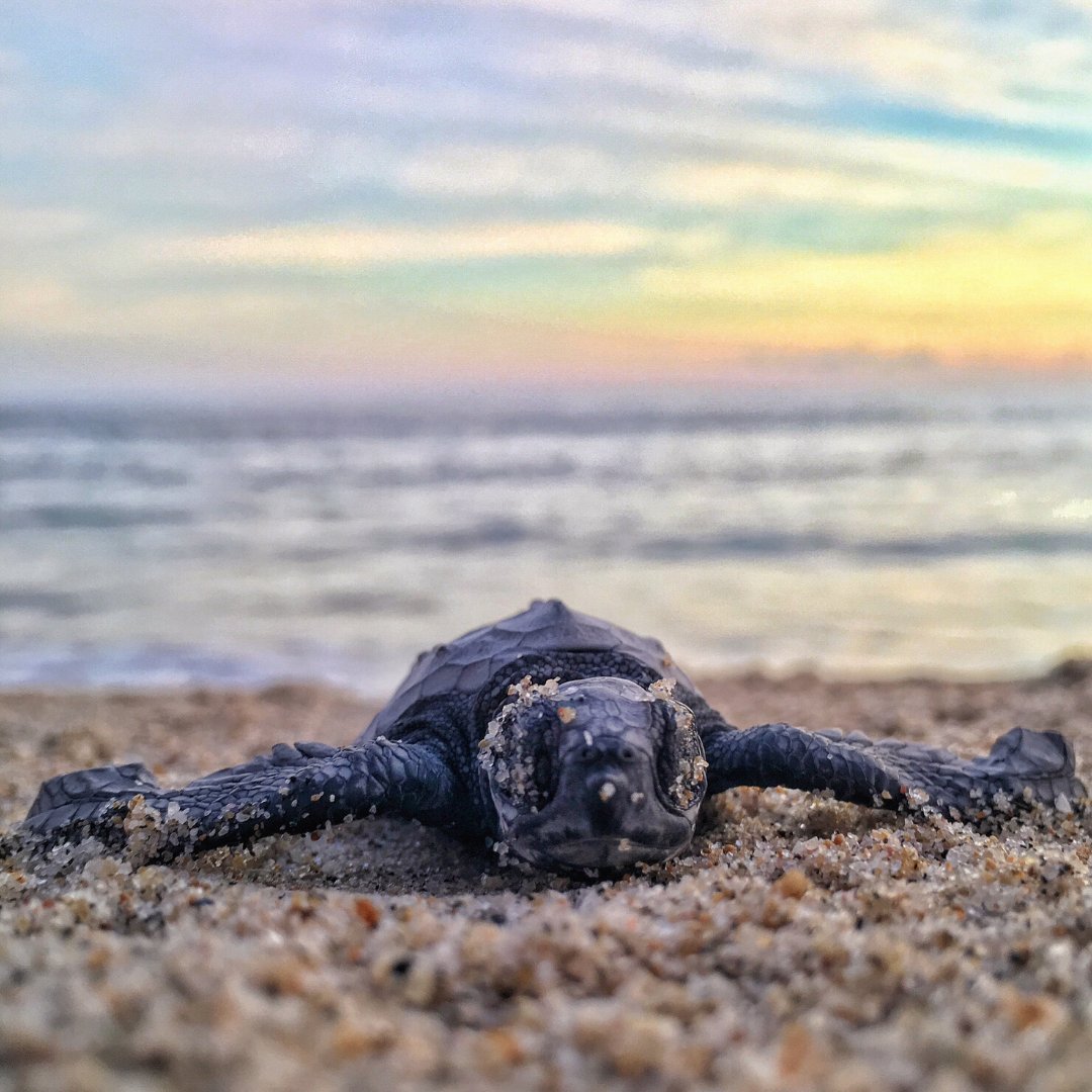 OceanProtectAu's tweet photo. Fun Fact! Sea turtles usually return to the same beach used by their mothers to lay their eggs. 

Let's keep our beaches clear, so future generations of sea turtles can continue to lay their eggs in the same places!
.
.
.
.
#OceanProtect #PlasticPollution #StopOceanPollution https://t.co/gW9u6v4yge