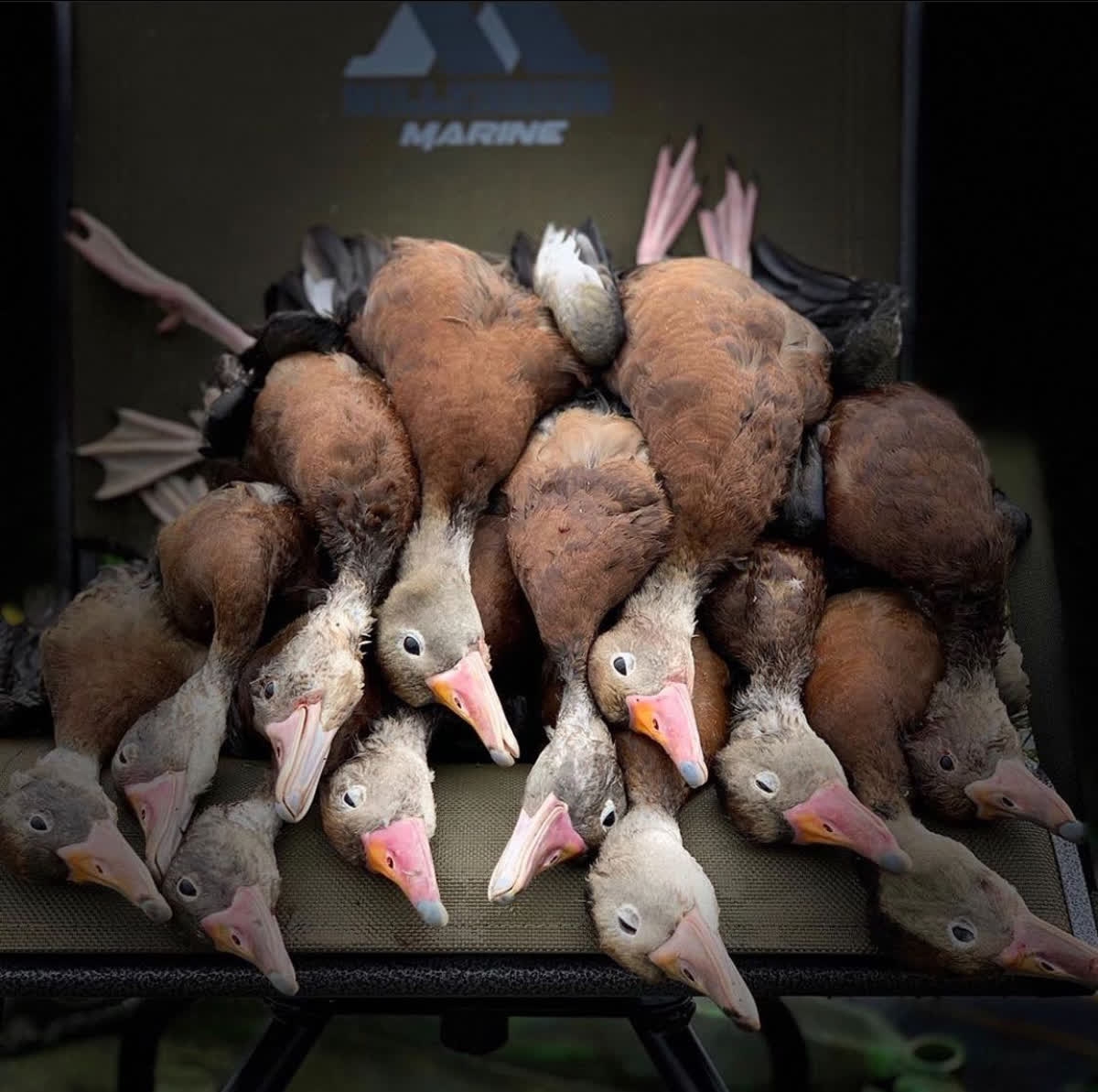 Our boat seats aren't only designed for fishing. Our B-Series is available in green to complete your camouflage set up while duck hunting! 

#MillenniumMarine #hunt #waterfowl #boatseat <a href="/hardy_facepaint/">Hardy Facepaint</a>