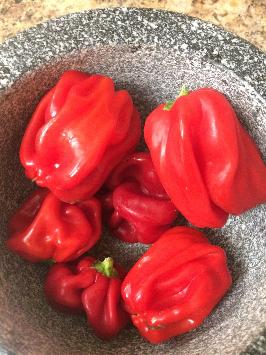 SuperhotSeeds's tweet photo. #Criolladecocina #pepper
#peppers #superhotseeds #superhotpepperseeds #chiliseeds #capsicumchinense #capsicum #Chili #hotpeppers #hotpepper #chilli #hotchilis need #seeds heres where https://t.co/nKb0prClJw https://t.co/AuBzGk8pWu