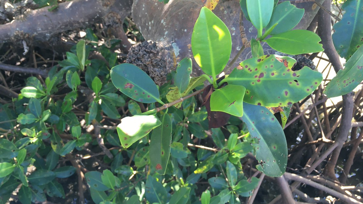 Mangrove Detectives tweet media