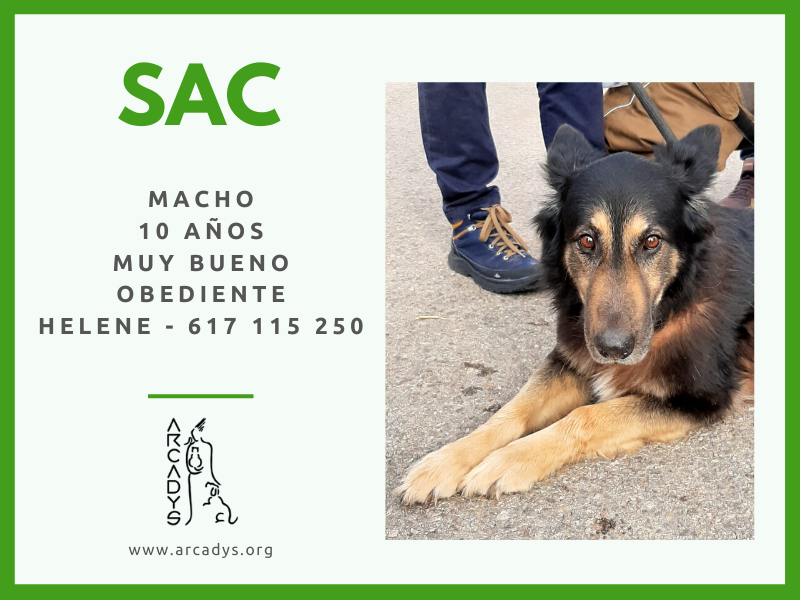 ¡¡Sac necesita un hogar!! - arcadys.org/sac-necesita-u…