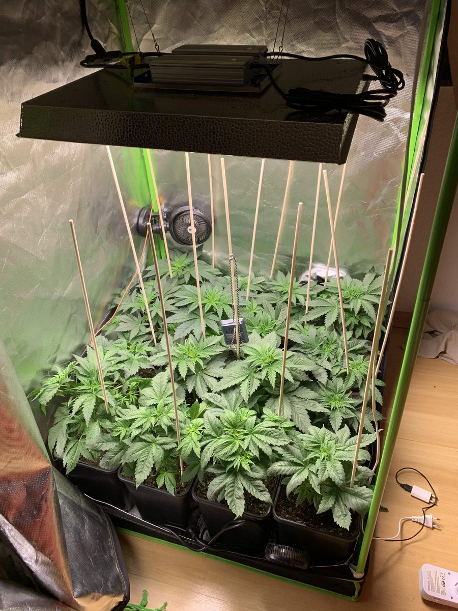 spliffseeds's tweet photo. Jack F1 week 3 by Resin_Randy #spliffseeds #jackf1 #led https://t.co/6gtUUd8Inj https://t.co/2iONxWK1By
