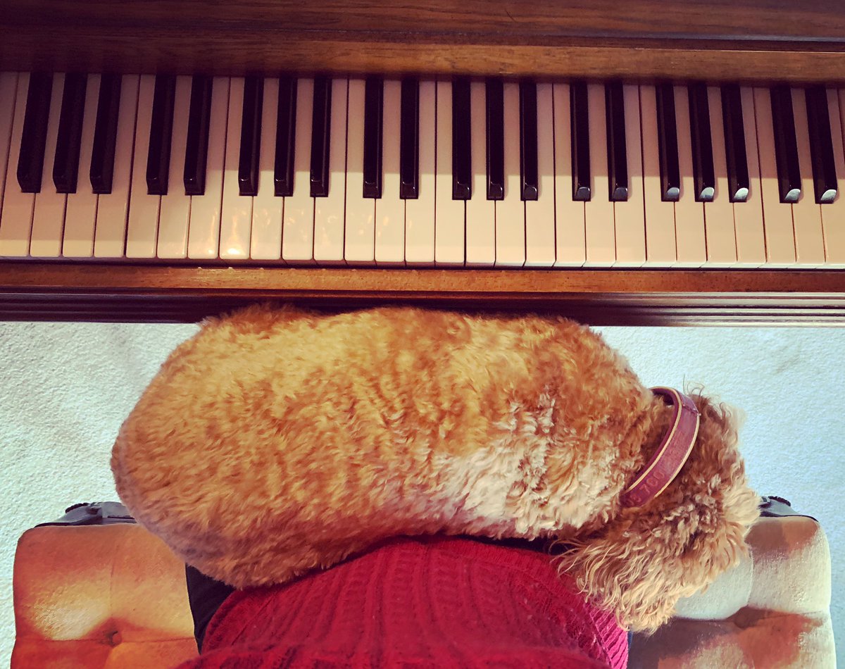 Getting some writing and practicing in this afternoon with some help from my favorite lap pup, Lily! 🐶❤️🎹  #music #piano #dog #pup #puppylove #pianistsofinstagram #singersongwriter #song #songwriting #pianopup #musicpup #lapdog #lilypup #furbaby #lovemypup