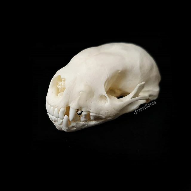ossaflores's tweet photo. The answer to #teethtuesday today is a baby striped skunk! Isn't it sweet ๐ Its "face" looks so puffy! Both skunk skulls I have have lovely straight front teeth ๐ฆท
#skunk #babyskunk #stripedskunk #skunkskull #babyskulls #smallskulls #teeth #animalteeโฆ https://t.co/0VdQAZ7kpL https://t.co/8vU6CxBa7n
