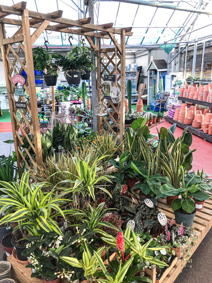 NewmansGC's tweet photo. There’s always room for one more houseplant... right? 🌿💚 https://t.co/VeWjgph38R