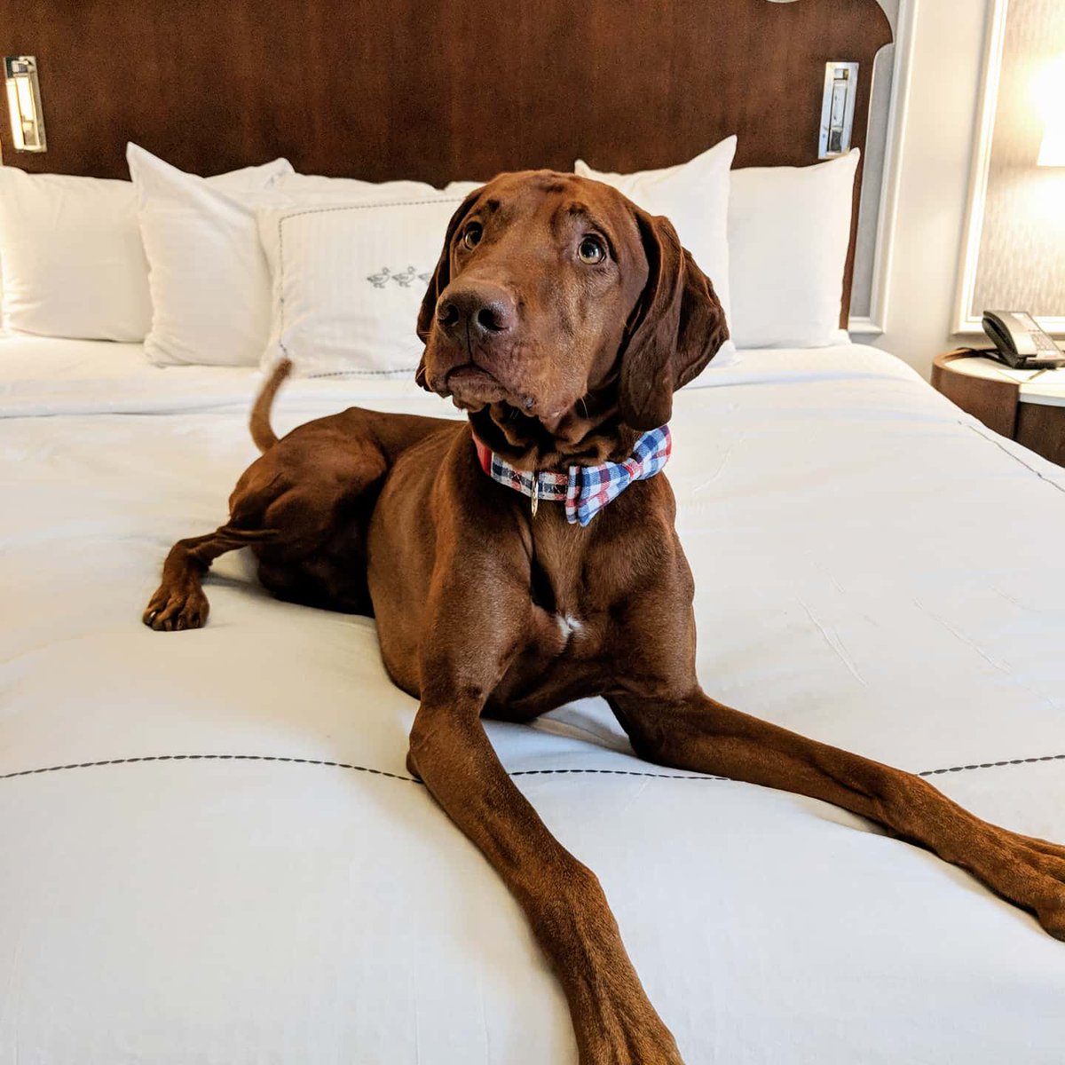 PeabodyMemphis's tweet photo. A rainy Tuesday is the perfect day to stay inside and hang out in bed. #PeabodyPets #PreferredPets https://t.co/0atv3jYkTS