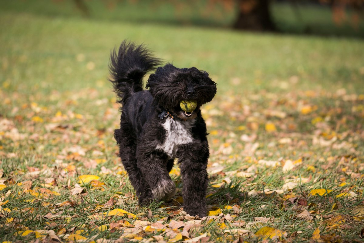 Hamburg Guide Lex (HamburgGuideLex) Twitter