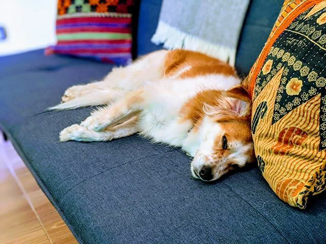 OneMindTherapy's tweet photo. Asleep on the therapy couch 💤 https://t.co/iZLK2xg8Ak