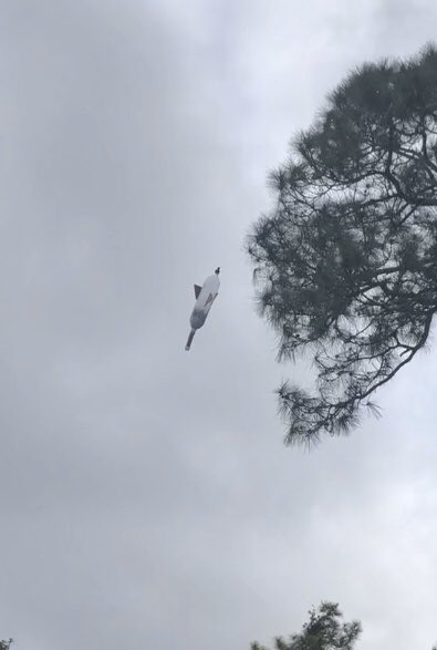 agoldberg_DP's tweet photo. Testing out bottle rockets @Delprado to get ready for Saturdayβs SECME competition π @suefigueroapbc @sari_myers @PBCSTEM #DPSECME #PBCSECME #HandsOnScienceMatters https://t.co/gMCQtwamaD