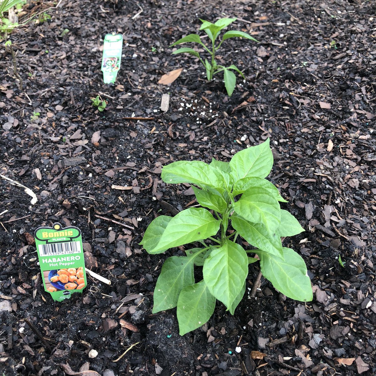 RoundCorners40's tweet photo. Day Three #Hacksauce We’ve gotten a decent amount of rain so the plants are taking to the soil https://t.co/iXJMy3hTJk