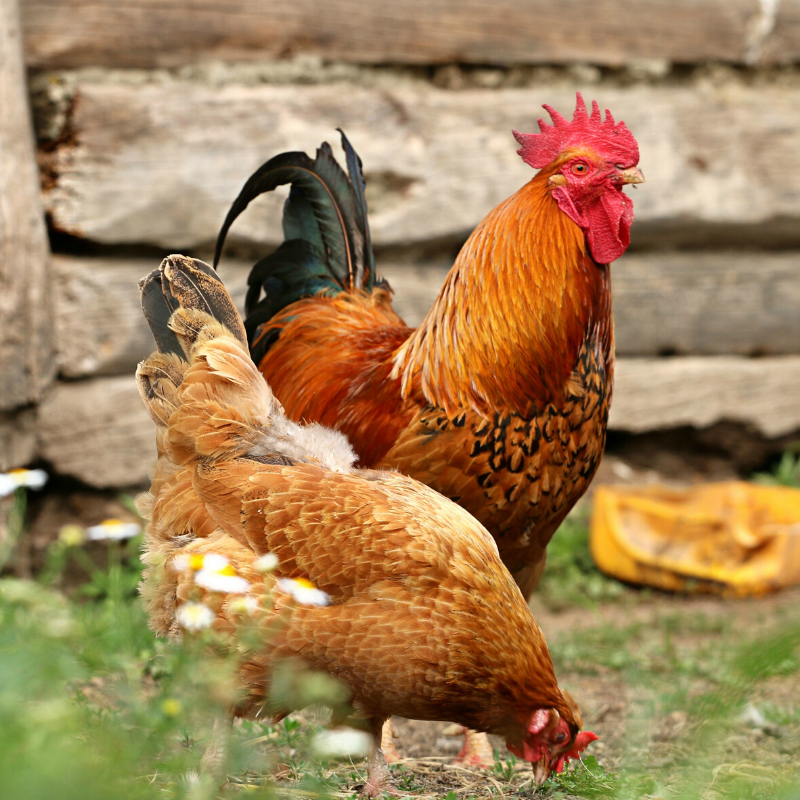 If you have a septic system, you SHOULD NOT use a garbage disposal. Check out WHY NOT on our Facebook post: ow.ly/33zn50ypQ64

ow.ly/oq7o50ypQ65

#Compost #FeedtheChickens