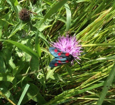 LGSpace's tweet photo. It'll be starting in a few weeks: councils' relentless over-mowing of public grassy areas. Dandelions, celandines, clover - humming with life, lifelines for struggling pollinators - mown down into 'neat and tidy' grass deserts. Who wants their council to #saynotothemow this year? https://t.co/a0OENSCRED