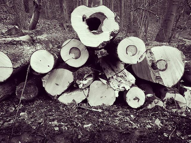 ConCurtisPhoto's tweet photo. Felled trees, Esholt Forest. #forest #trees #naturephotography #outdoors #forestlife #photography #blackandwhiteFelled trees, Esholt Forest. #forest #trees #naturephotography #outdoors #forestlife #photography #blackandwhite https://t.co/sApG4tW8YX