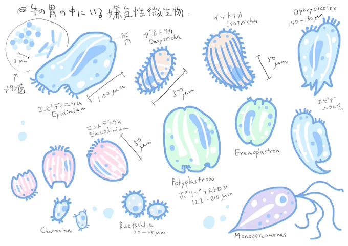 これは牛の胃の中にいて、消化を助けている微生物です。
すごく活発に動きますが、酸素に触れると死んでしまいます。
多様性に富んでいて楽しい。多様性こそ生き物にとって大切!
絵本を作るにあたりできるだけ正確かつ、かわいく描いたつもりだけどいかがでしょう? 