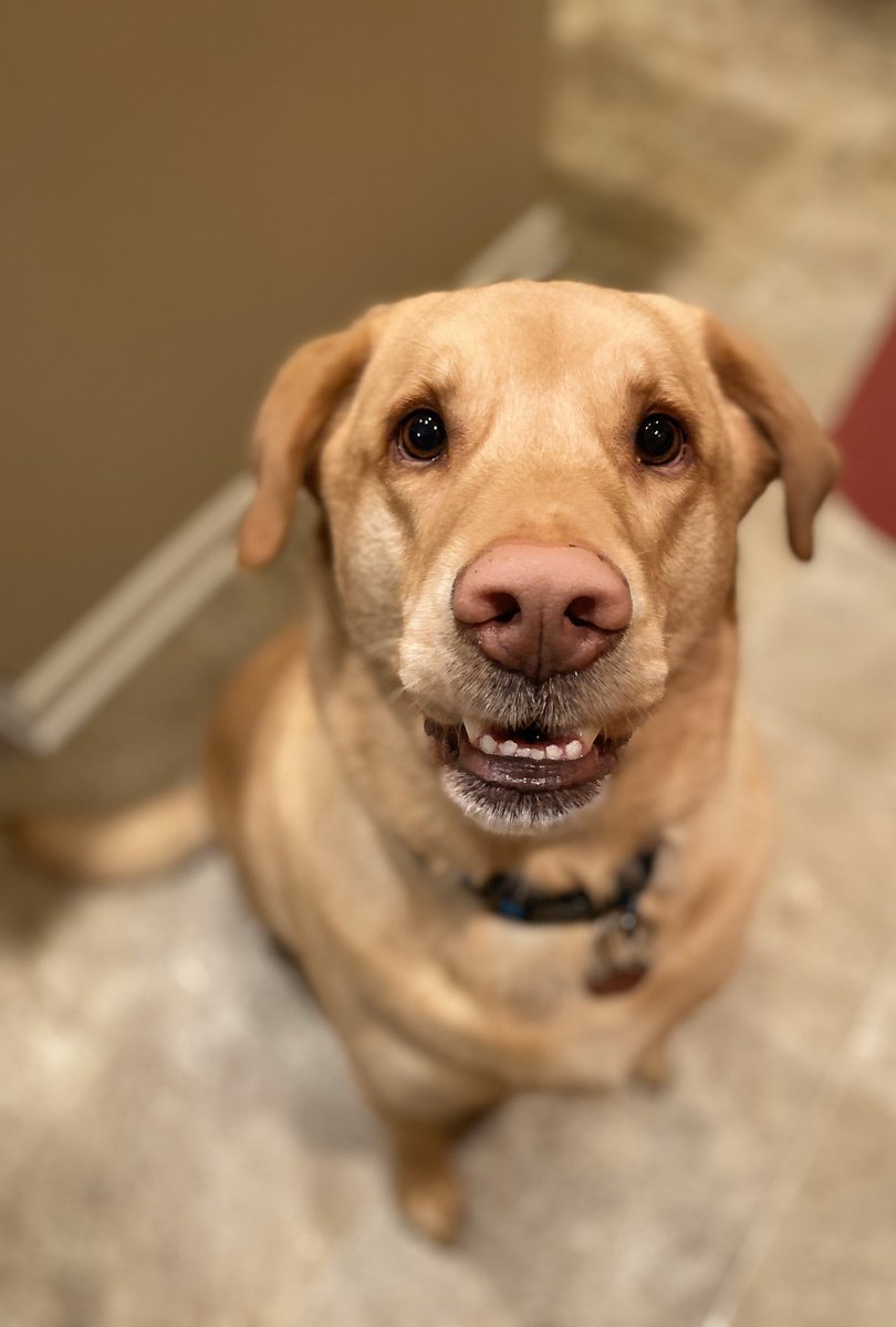 haleyYAYgrr's tweet photo. 4 years ago this dude came home. happy “got ya” day to my best friend ❤️ https://t.co/B6xvTwXluF