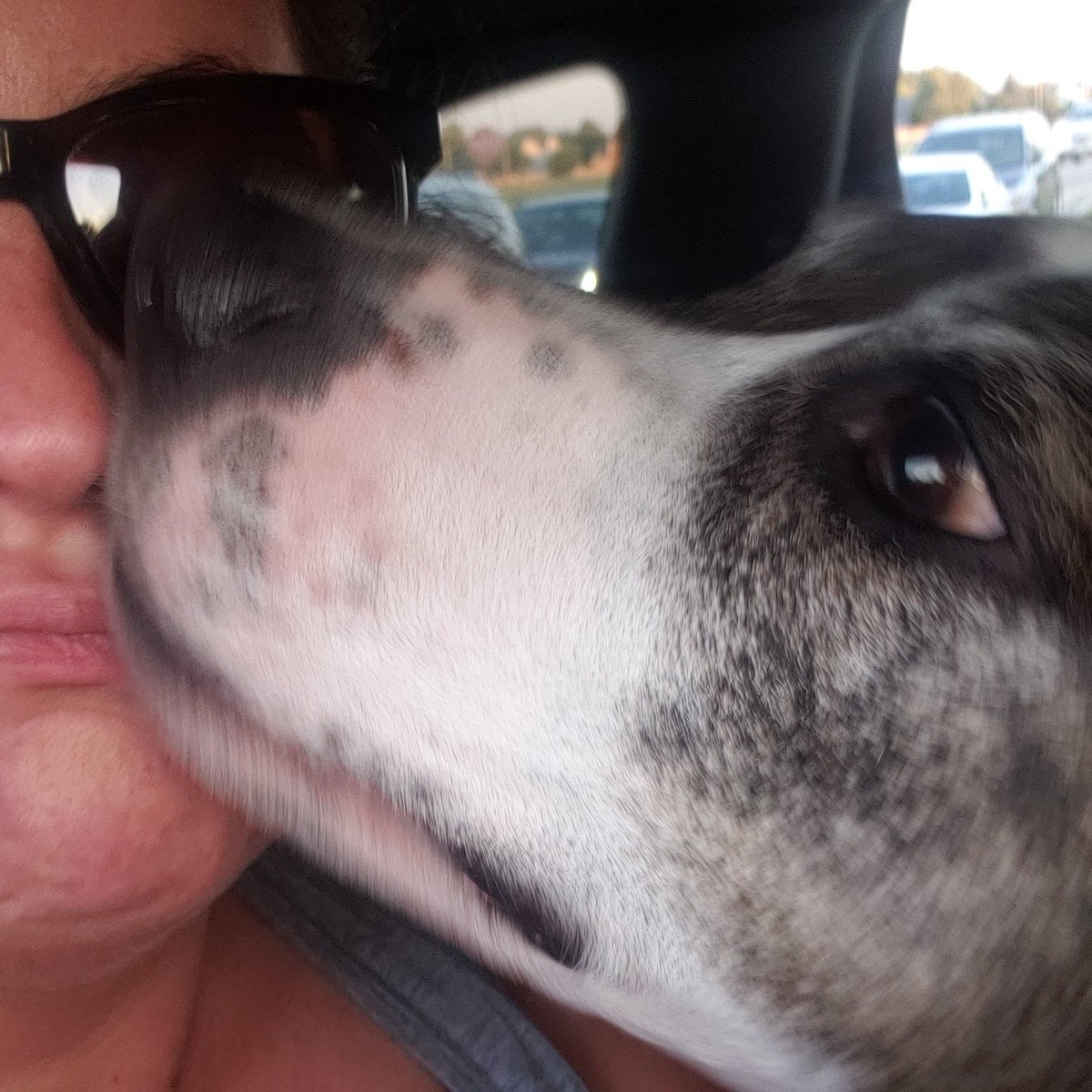 Broodye211's tweet photo. @dog_feelings Jameson, too! https://t.co/aDy8QhsiOa