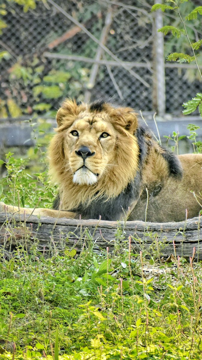 Lion 🦁

@neeraj_nuniwal_photography 

#WildlifeOnEarth #WildPlanet #IG_Discover_Wildlife #WildPhoto #Wildlife_Perfection #Wildlife_Shots #WildGeography #WildlifeOfInstagram #NatGeoWildlife #Wildlife_Vision #Explore_Wildlife #WildlifePicture #WildlifeCaptures #NikonWildlife