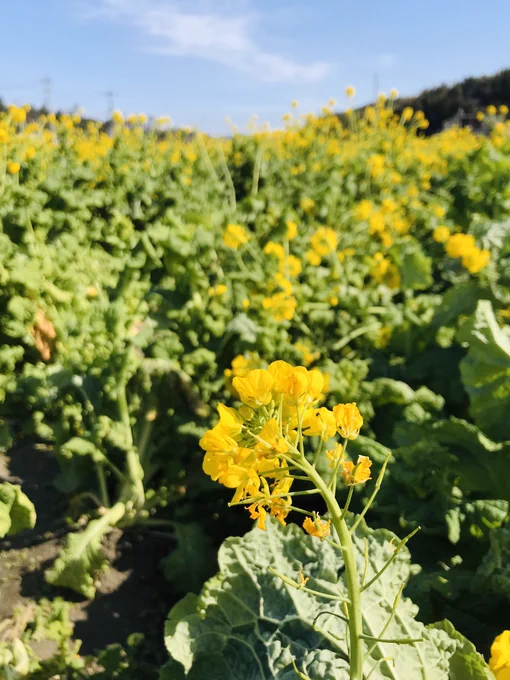 菜の花畑
春はすぐそこまで来てる 