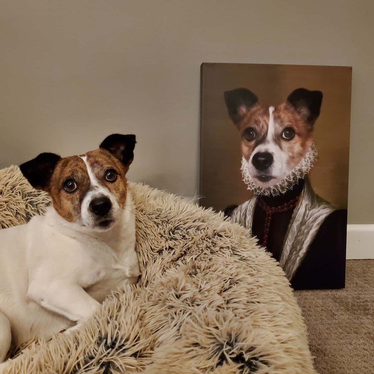 a_kajikawa's tweet image. She expects us to address her as Lady Rey from now on. Thanks @CrownAndPaw! #lovebugrey #petart #properpup