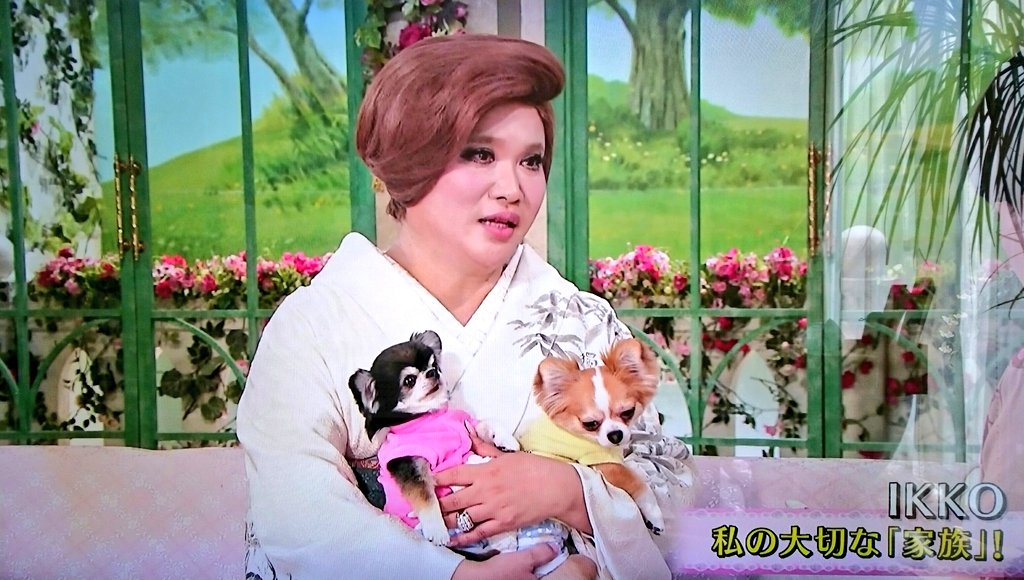 ベギラマ 子 徹子の部屋 ゲストのikkoさんが飼ってるチワワのペコちゃん 左の黒い子 が狂おしいほどカワヨ T Co Xc8yhprjme Twitter ベギラマ 子 徹子の部屋 ゲストのikkoさんが飼ってるチワワのペコちゃん 左の黒い子 が狂おしいほどカワヨ T Co Xc8yhprjme Twitter