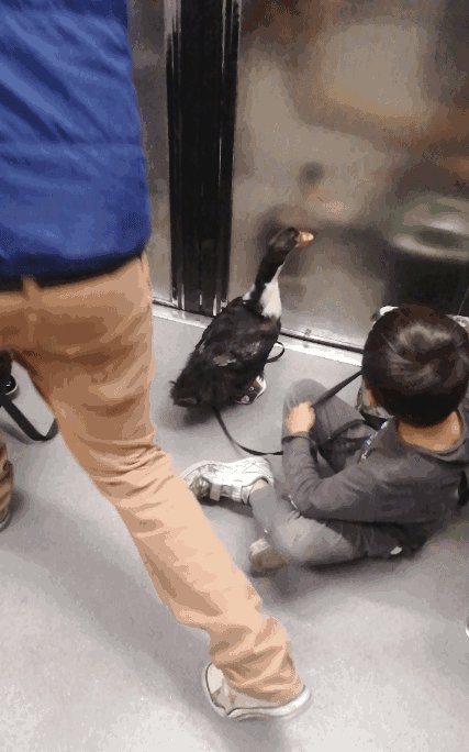 CDMXMetro's tweet photo. Un niño paseando a un pato con tennis en el metro. Esto es México. https://t.co/nsShmDKpxH