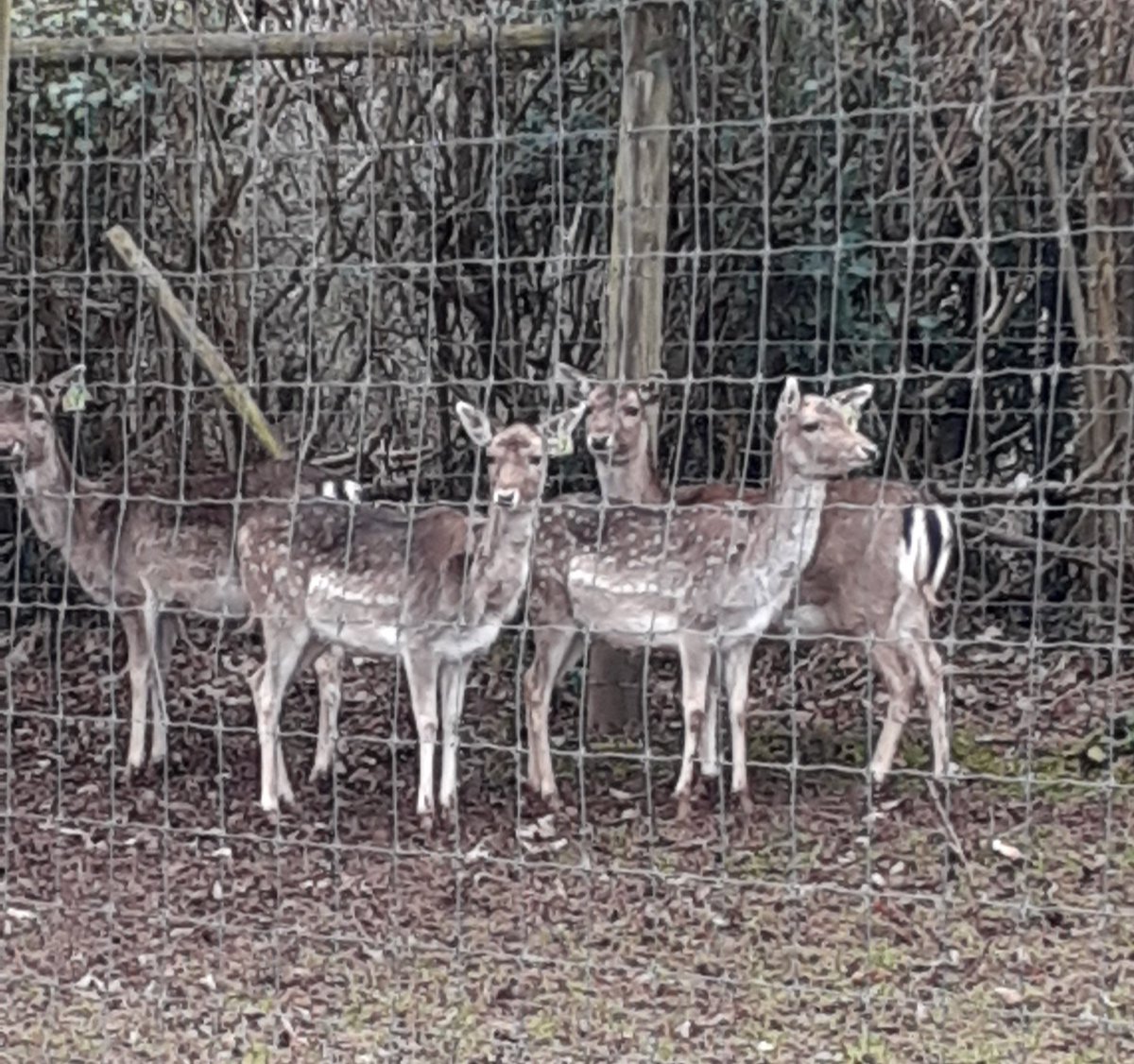 CardiffARG's tweet photo. As if there's not enough animal exploitation, we chanced upon this Venison centre' with the future victims on show. Venison is deer flesh. The gift shop sold the flesh of these majestic creatures &amp;dozens of their skins
Solution: #GoVegan &amp; fight for the rights of all animals https://t.co/ngdvyQxjP3