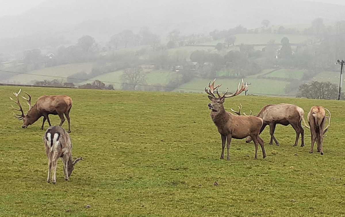CardiffARG's tweet photo. As if there's not enough animal exploitation, we chanced upon this Venison centre' with the future victims on show. Venison is deer flesh. The gift shop sold the flesh of these majestic creatures &amp;dozens of their skins
Solution: #GoVegan &amp; fight for the rights of all animals https://t.co/ngdvyQxjP3