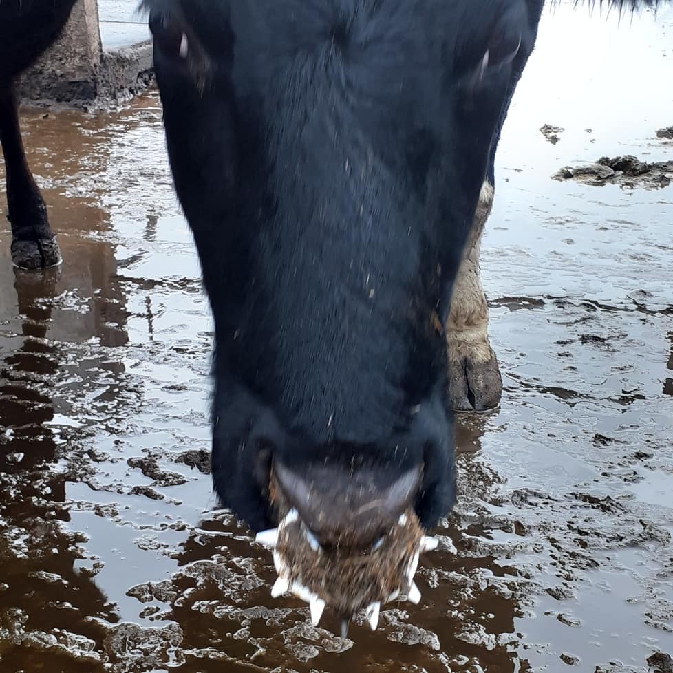 CardiffARG's tweet photo. Spotted today. This young bull with this cruel device in his nose. They are usually fitted onto calves being reared for their meat, to stop them suckling from their mothers. 
#meatismurder #milkmeansmisery #govegan #vegan https://t.co/Qvvcdsc7EM