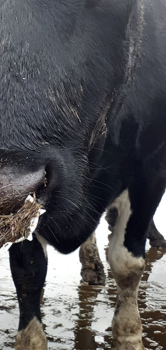 CardiffARG's tweet photo. Spotted today. This young bull with this cruel device in his nose. They are usually fitted onto calves being reared for their meat, to stop them suckling from their mothers. 
#meatismurder #milkmeansmisery #govegan #vegan https://t.co/Qvvcdsc7EM