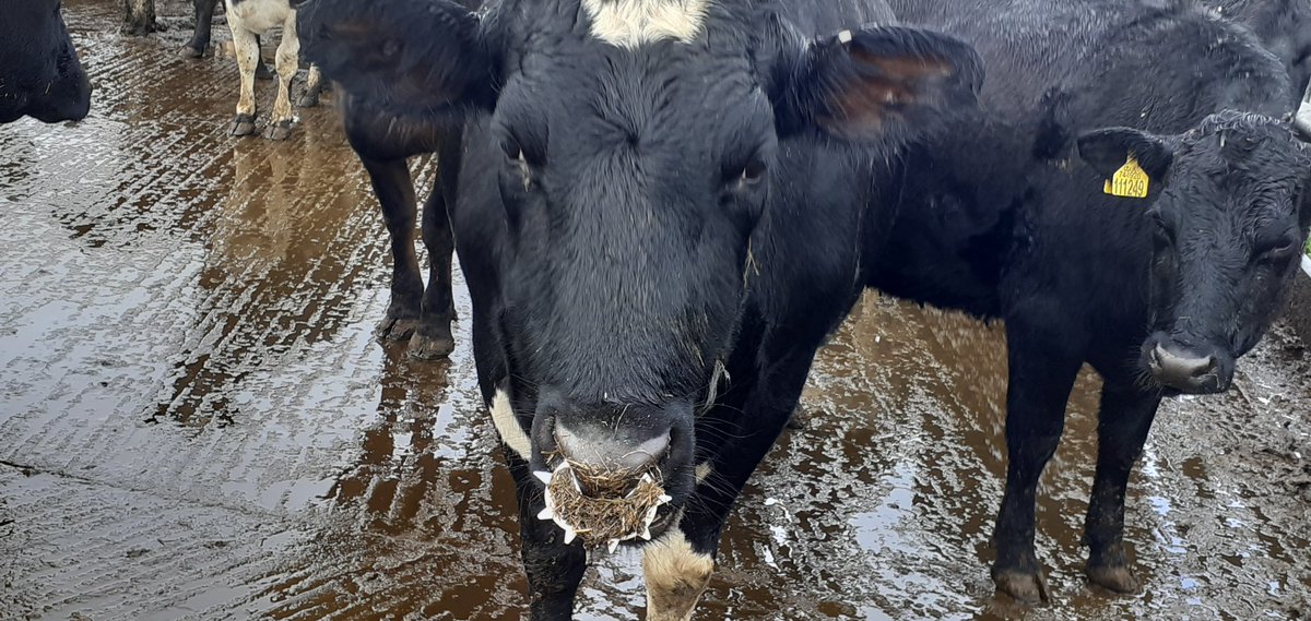 CardiffARG's tweet photo. Spotted today. This young bull with this cruel device in his nose. They are usually fitted onto calves being reared for their meat, to stop them suckling from their mothers. 
#meatismurder #milkmeansmisery #govegan #vegan https://t.co/Qvvcdsc7EM
